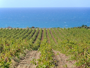 Calabria Mare :: Foto 48 Vigneti e Mare